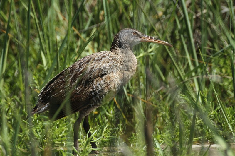Clapper Rail High Island_2010_04_24_3815.JPG